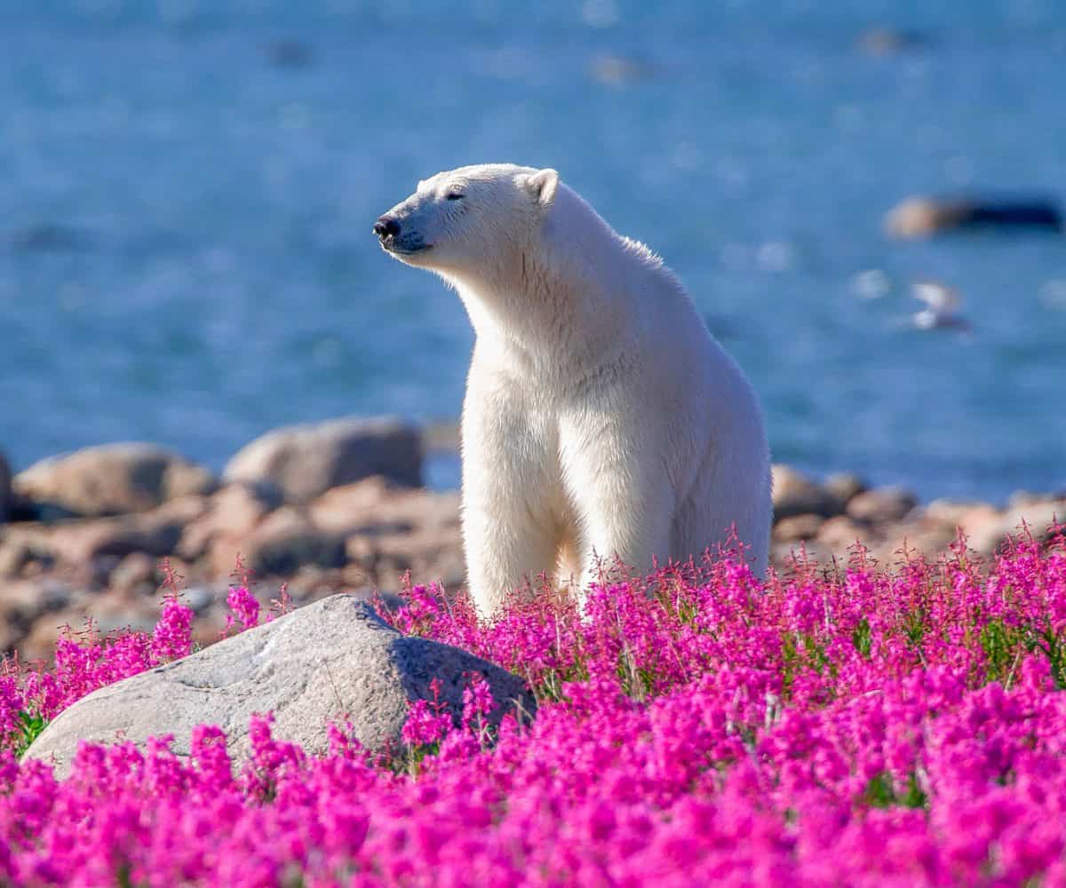 Churchill Wild: Wo Luxus auf Eisbären trifft, ebenerdig