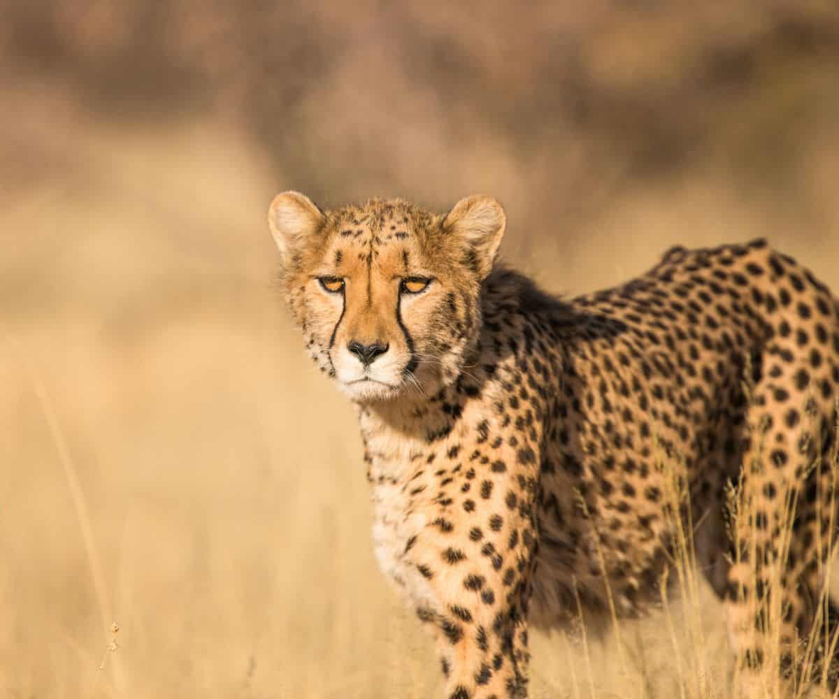 Entdecken Sie Luxus inmitten der Natur in Atzaró Okavango